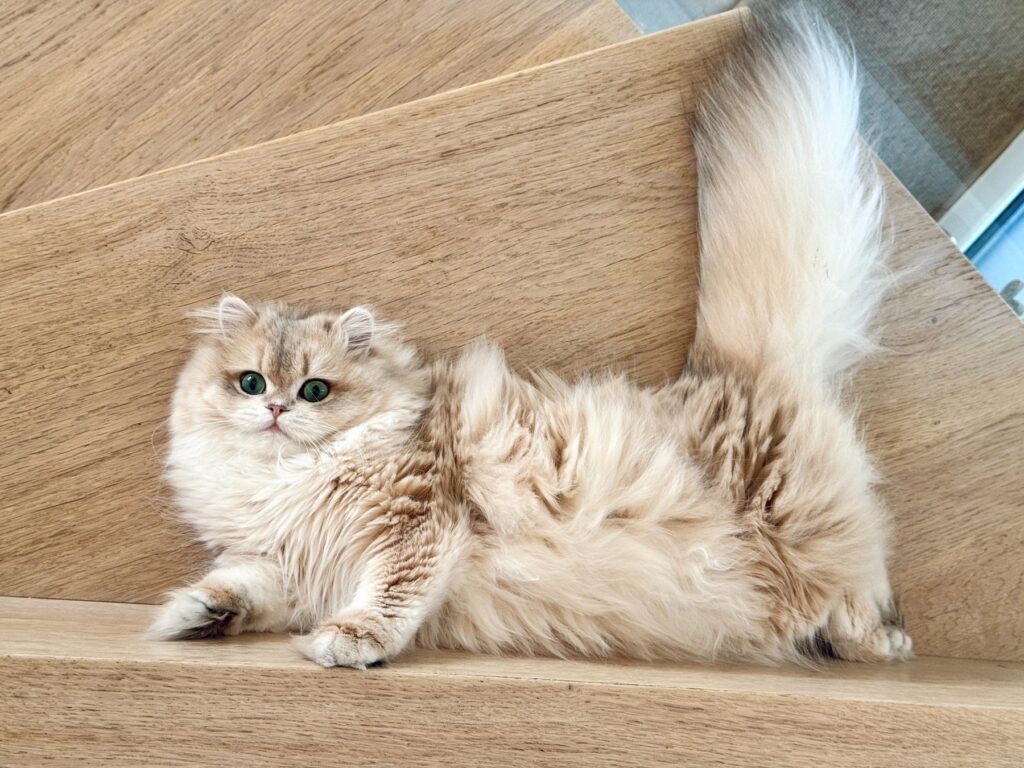 chat_3_1800x1350